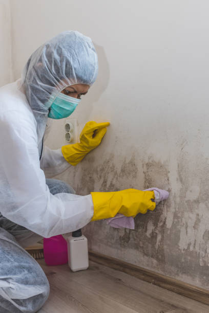 Mold Odor Removal Services in Old Jefferson, LA